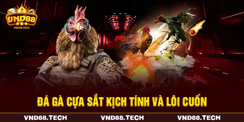 Đá gà cựa sắt kịch tính và lôi cuốn